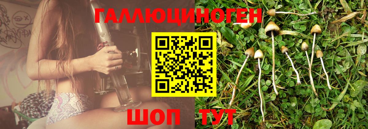 Галлюциногенные грибы Psilocybine cubensis Дальнегорск